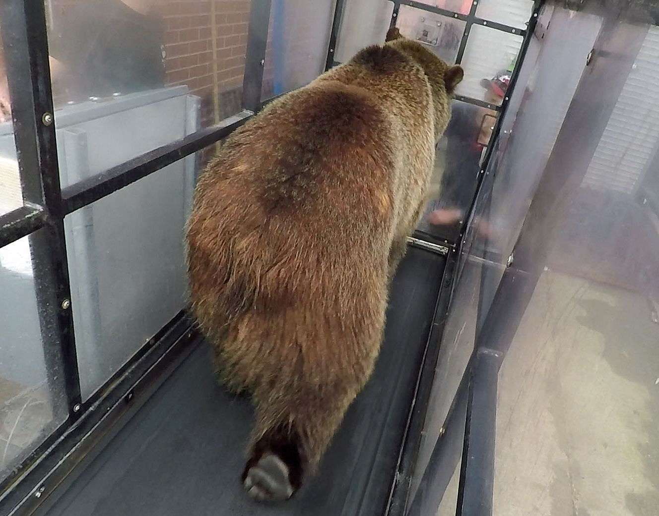 Treadmill bear